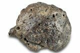 Fossil Ankylosaurid Scute - Montana #280948-1